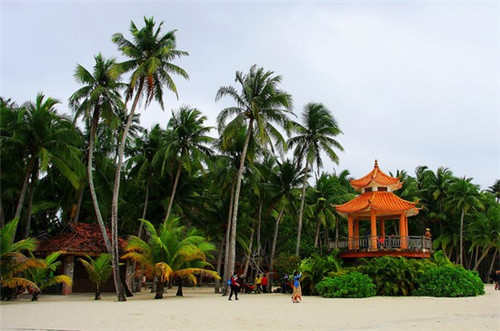 盲品英文（盲果的英语怎么说）